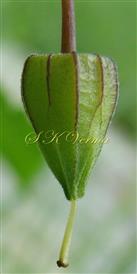  Calyx ( during ripening of fruit)